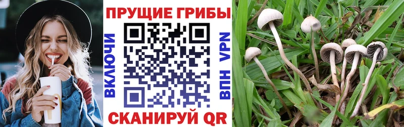 Псилоцибиновые грибы Psilocybine cubensis  darknet какой сайт  Сольцы  mega ссылки 